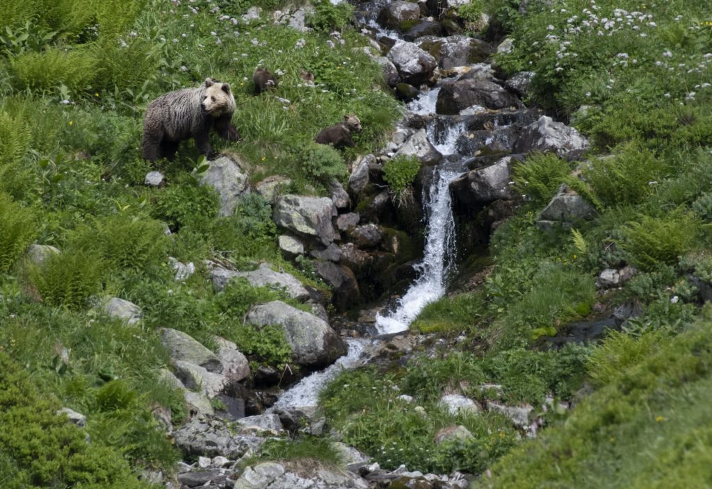Brown bear and cubs in tatra mountain in adventoura slovakia
