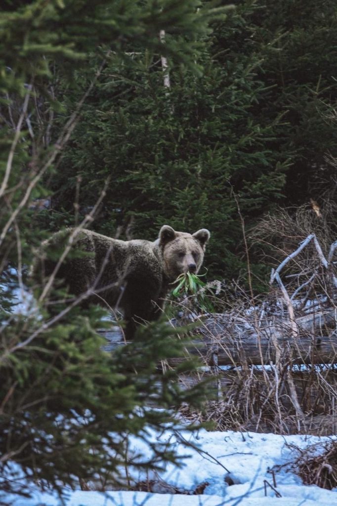 turistika pozorovanie medveďov divoká príroda turné slovensko vysoké tatry 5