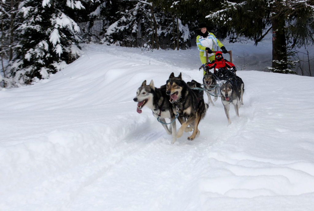 Exciting dog sledding ride with a team of huskies on a snowy trail, a top-rated winter adventure for anyone wondering what to do in Slovakia.
