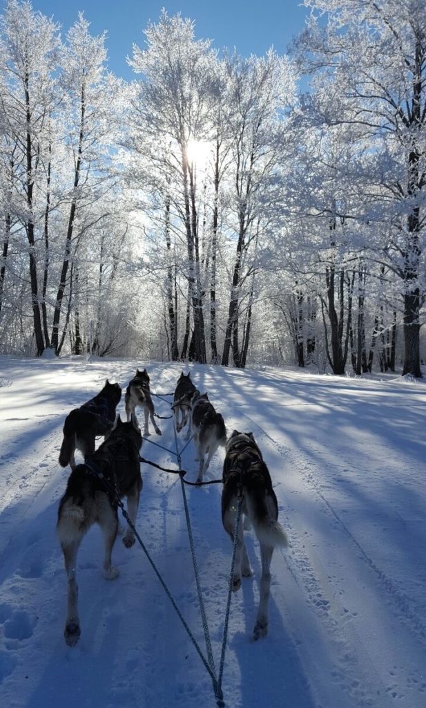 Husky Adventures Dog Sledding Tatra Mountain Slovakia 6