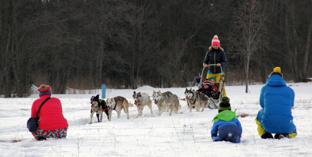 Dog sledding winter adventures with huskies in Slovakia