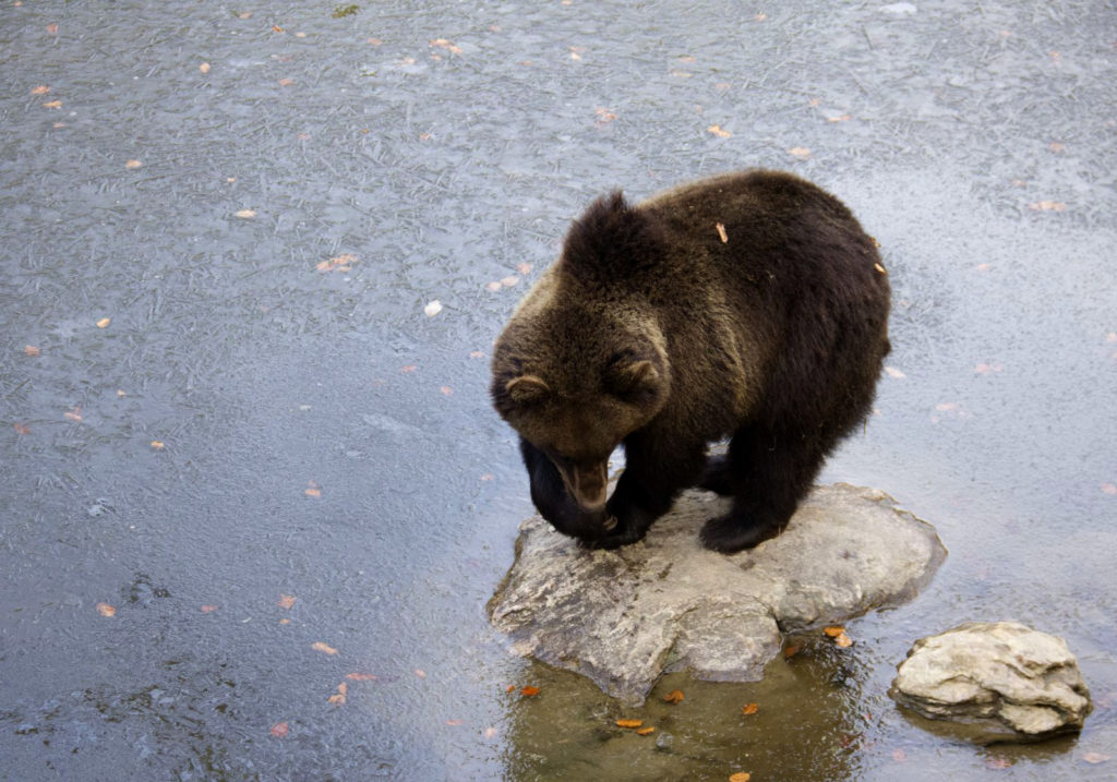 Pozorovanie medveďov na ebajku na Slovensku