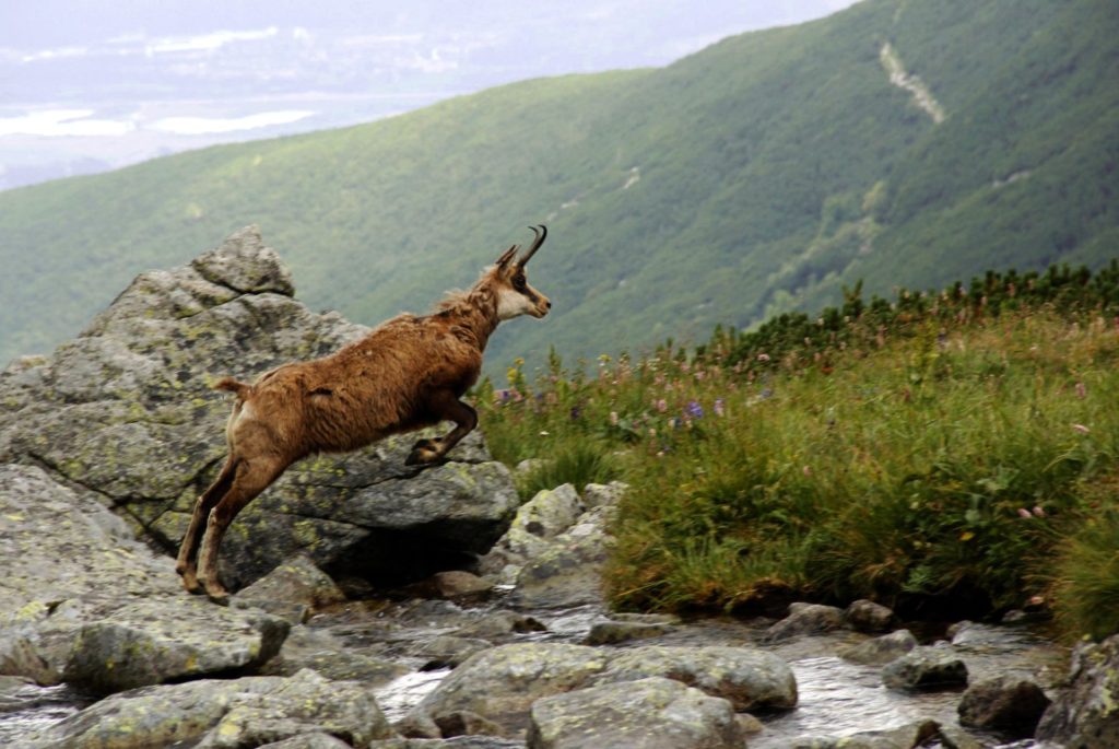 Wildlife watching tour Slovakia | Chamois | Marmots