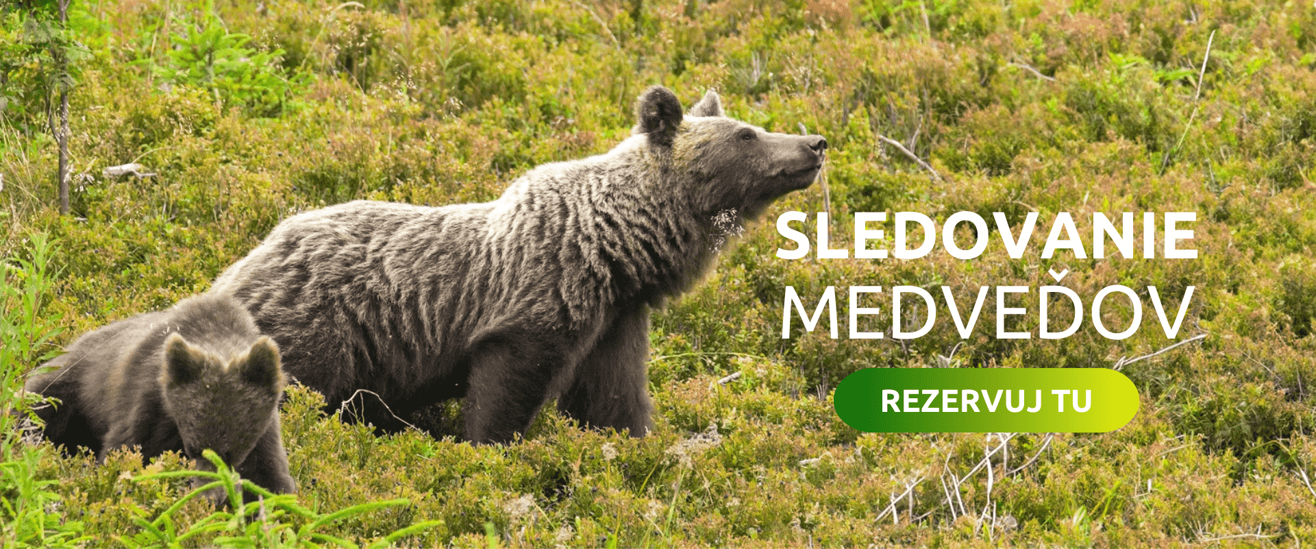 Sledovanie medvedov na Slovensku